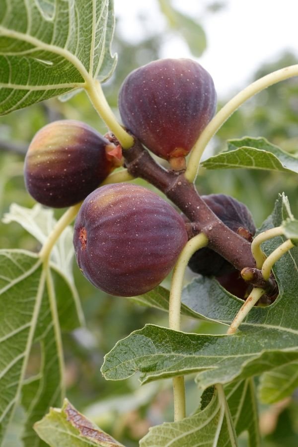 Fig tree Fast Fruiting Trees