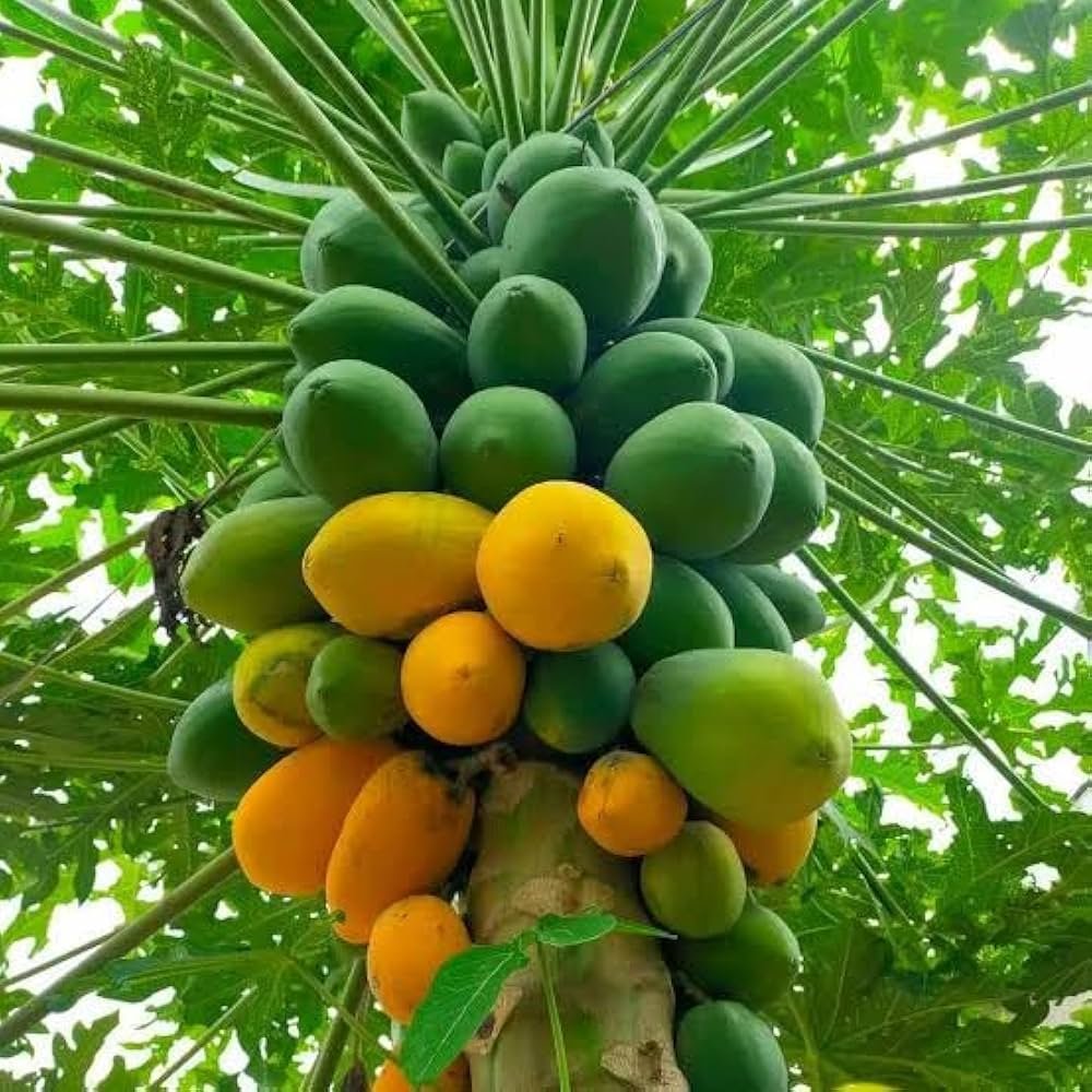 Papaya plant Fast Fruiting Trees