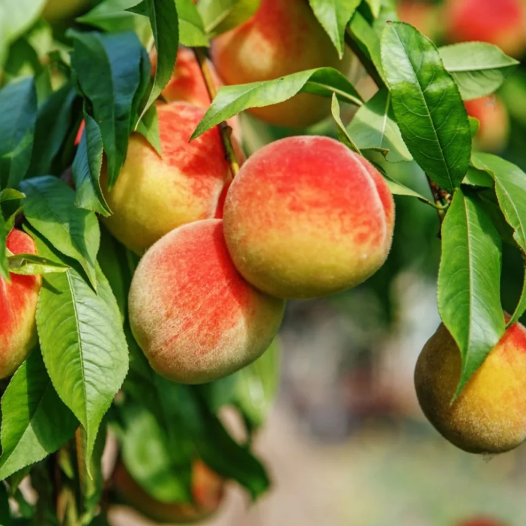 peach plant