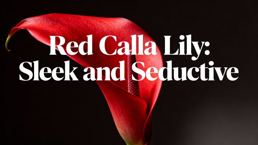 Flowers That Look Like Vaginas: Nature's Cheeky Designs 8 Red Calla Lily: Sleek and Seductive