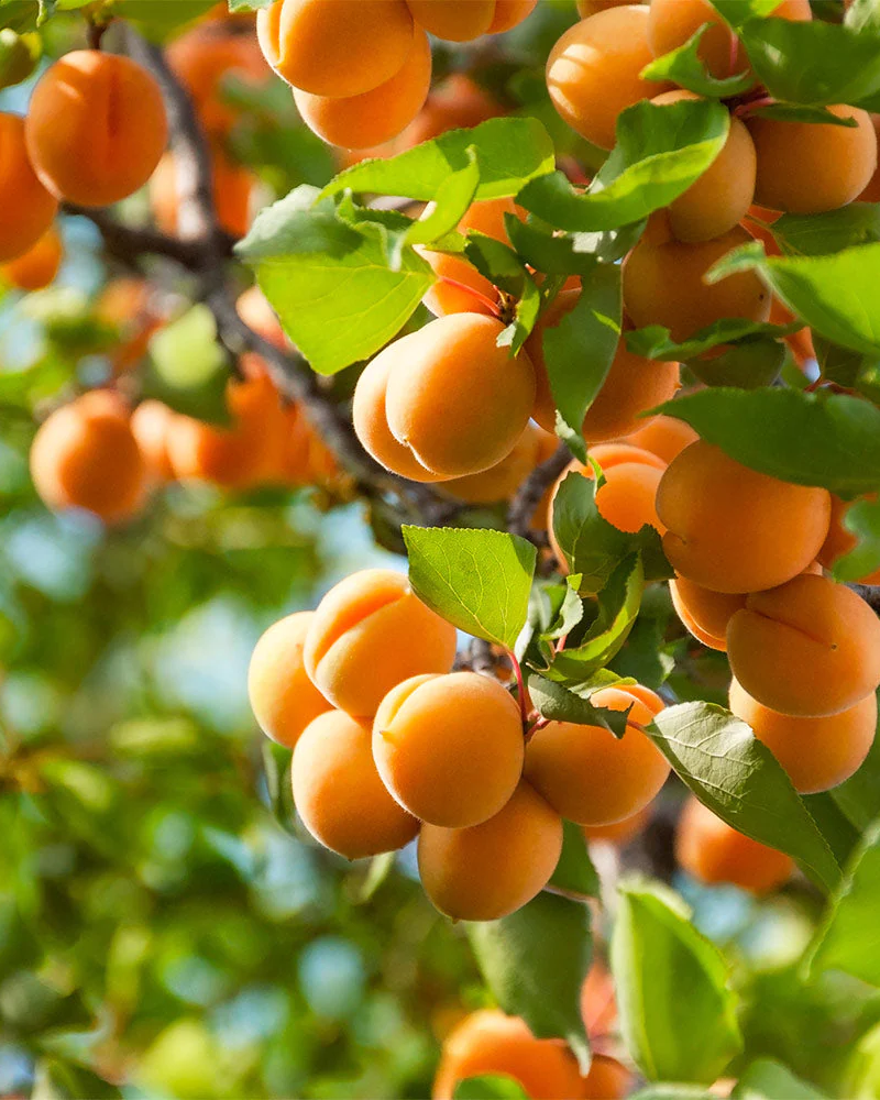 apricot plant