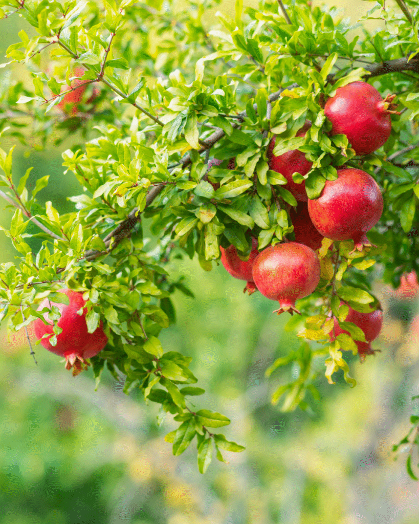 pomegranate plant Fast Fruiting Trees
