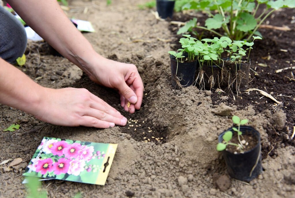 How to Plant Hollyhocks