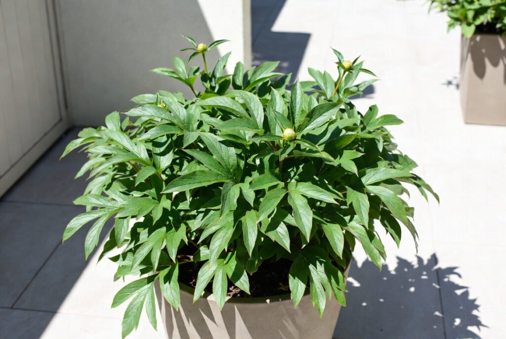 Light and Location Requirements