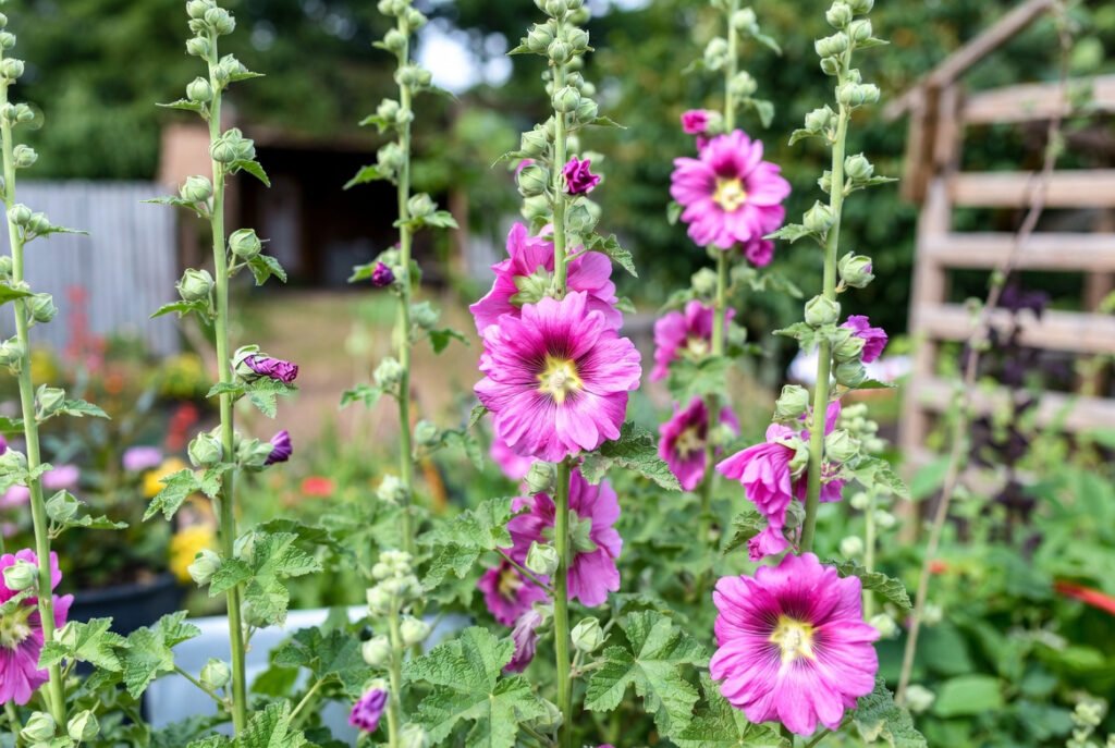 Overwintering and Longevity Hollyhocks plant