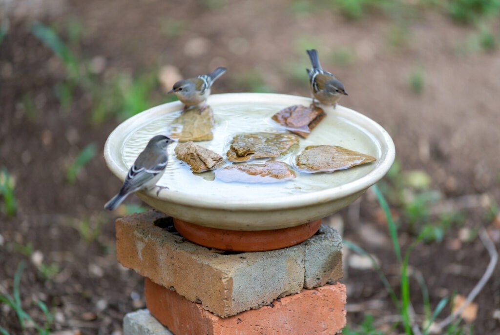 Upcycled Bird Bath Basins: Practical DIY Options for Garden Enhancement 6 Simple Saucer or Tray Basin