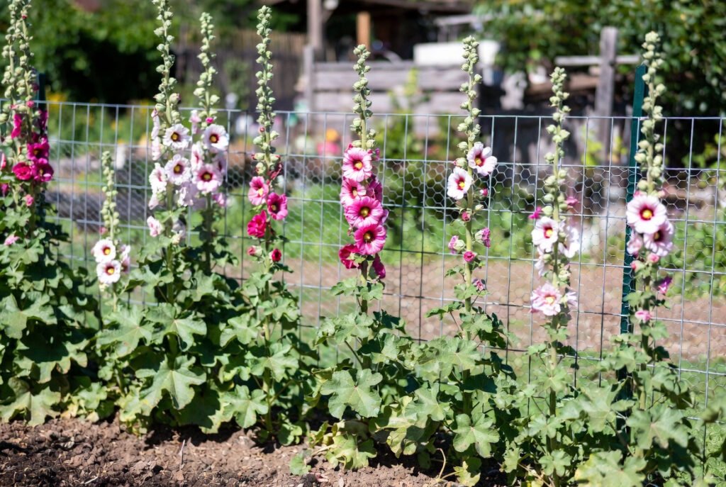 Site Selection and Soil Requirements hollyhocks 