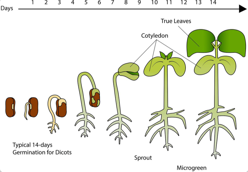 Microgreens Rotation Schedule: Achieving Continuous Harvest Year-Round 5 image