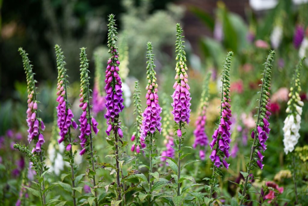 photographs show mature foxglove plants in full bloom, displaying tall spires of purple, pink, and white flowers in a cottage garden setting