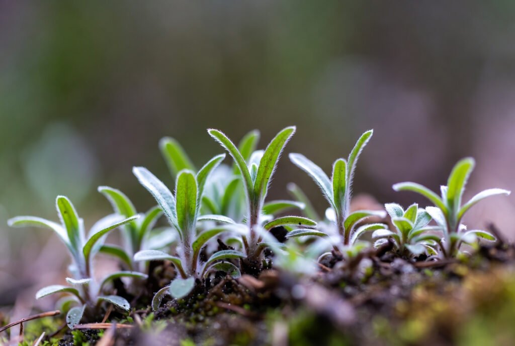 illustrate young foxglove seedlings and basal rosettes during the first-year growth phase.