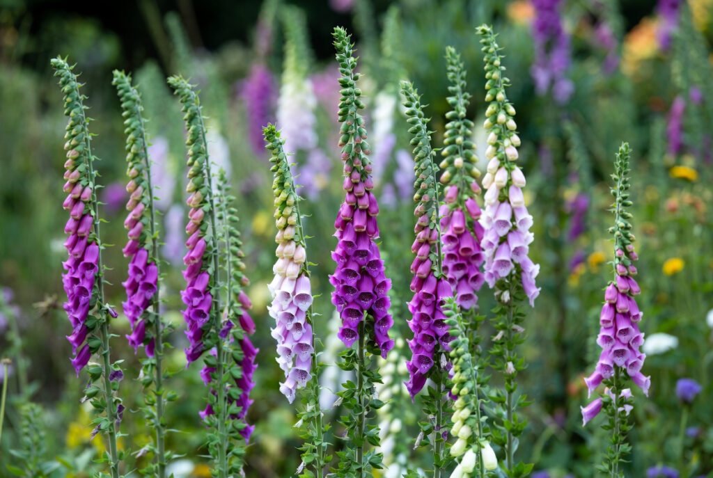 photographs show mature foxglove plants in full bloom, displaying tall spires of purple, pink, and white flowers in a cottage garden setting