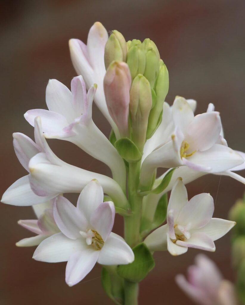 Tuberose (Polianthes tuberosa)