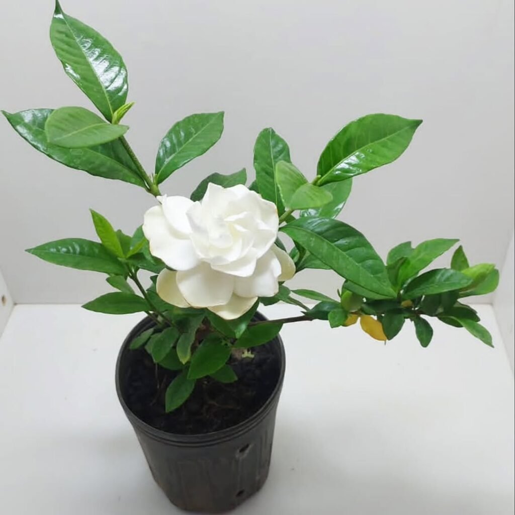 Gardenia jasminoides