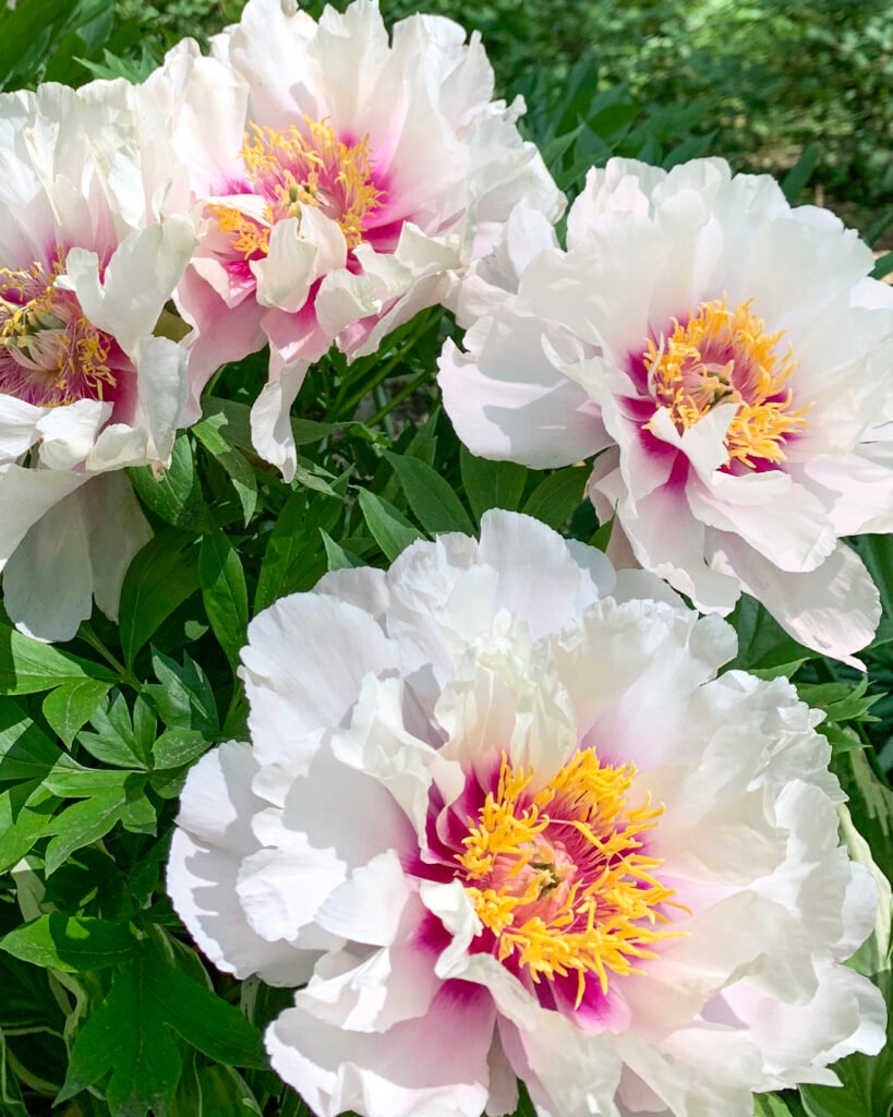 Peony (Paeonia spp.)