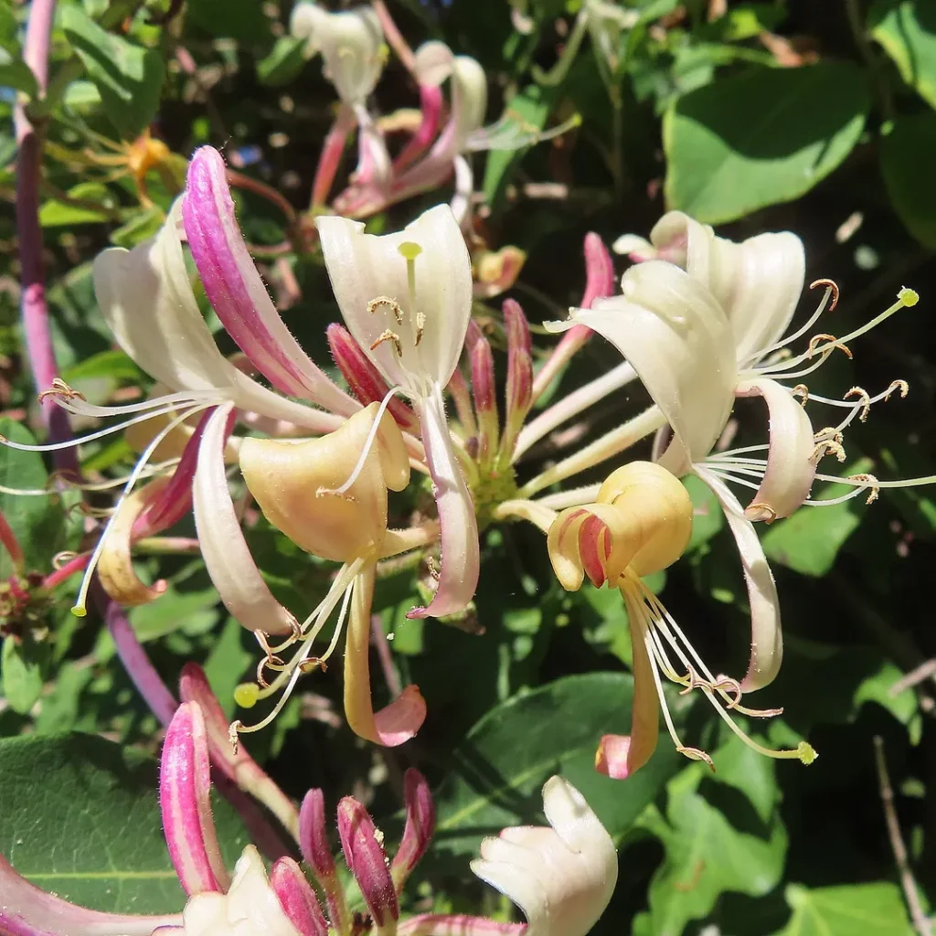 Honeysuckle (Lonicera spp.)