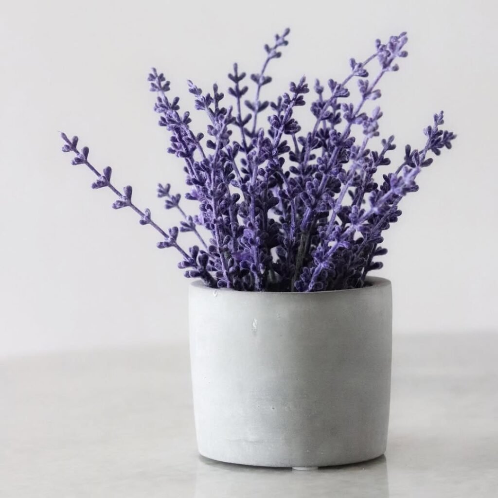 Lavender Plant