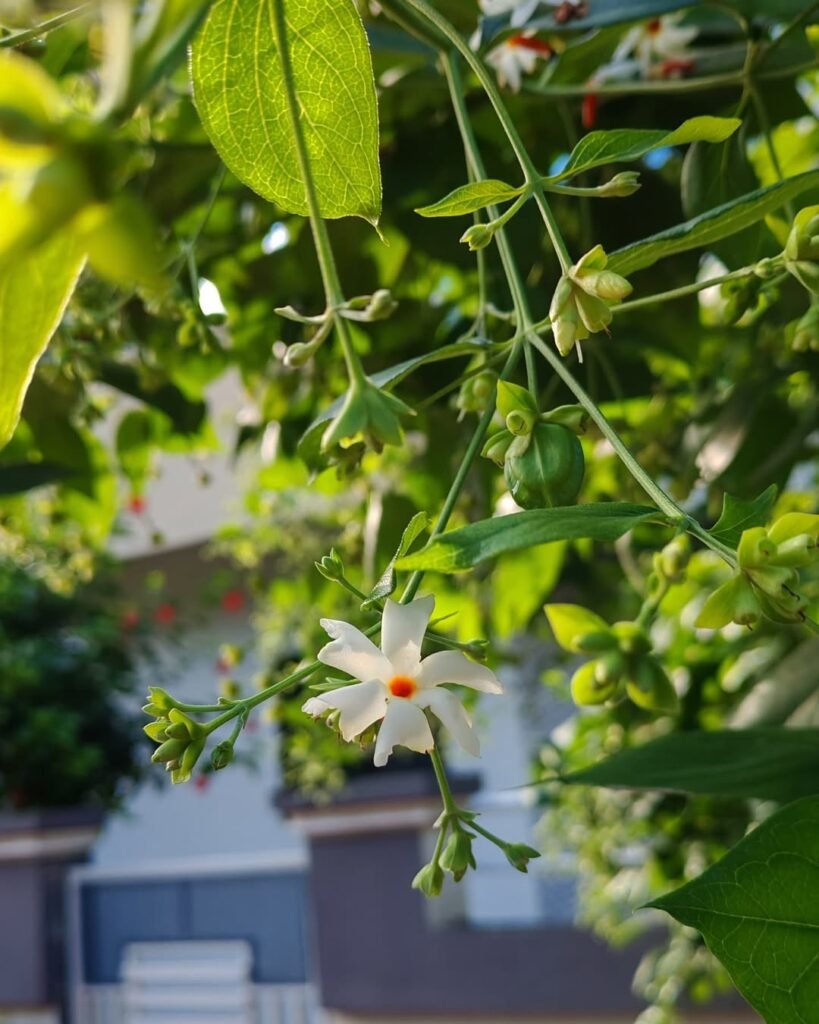 Night-Blooming Jasmine or Parijat (Nyctanthes arbor-tristis)
