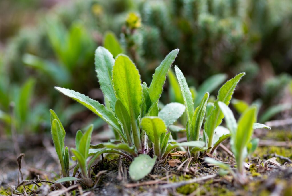 illustrate young foxglove seedlings and basal rosettes during the first-year growth phase.