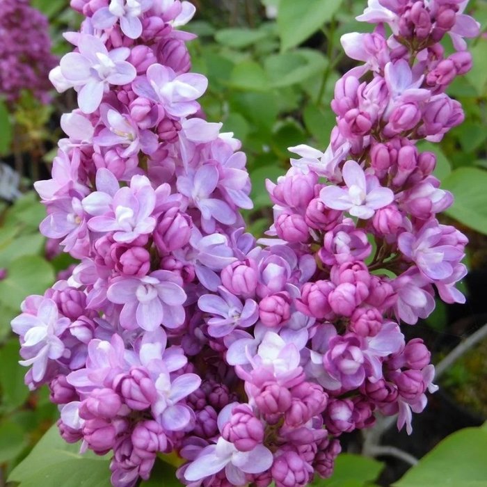 Lilac (Syringa spp.)